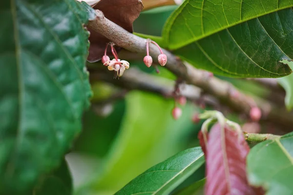 Growth of new flowers on cacao tree close up view