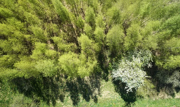 Ağaç Parkı Çiçek Açan Manzaralı — Stok fotoğraf