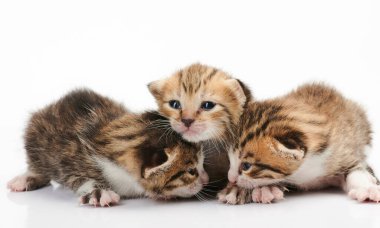 Beyaz izole edilmiş stüdyo arka planında oynayan üç küçük kedi.