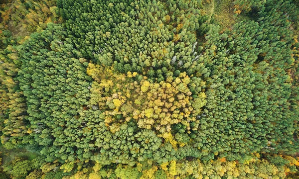 Κίτρινο Και Πράσινο Μοτίβο Δάσος Πάνω Από Την Άποψη Drone — Φωτογραφία Αρχείου