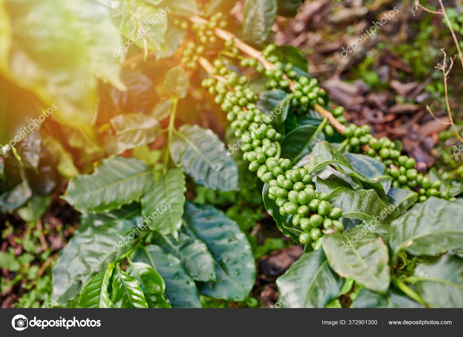 Café Verde Alegrías Cuelgan Planta Del Árbol Vista Cerca