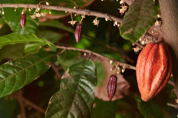 Anbau Von Kakaoschoten Auf Baummakro Nahaufnahme — Stockfoto