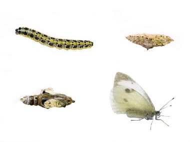 Bir kelebeğin yaşam döngüsü