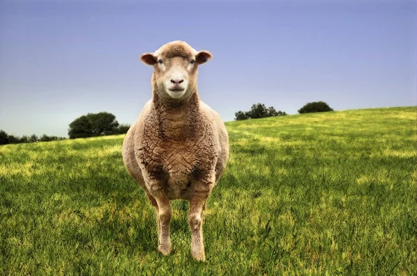 Einsame Schafe auf einem Feld — Stockfoto