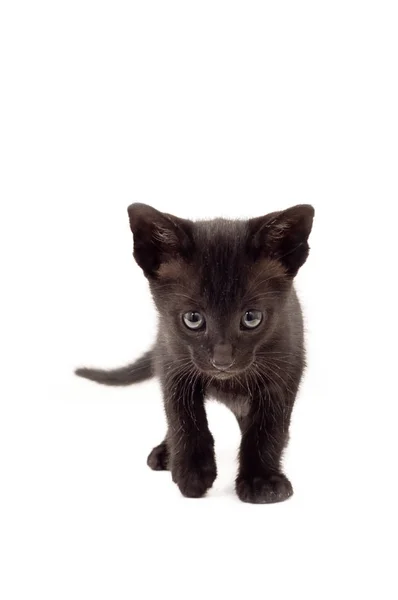 Küçük siyah yavru kedi. 