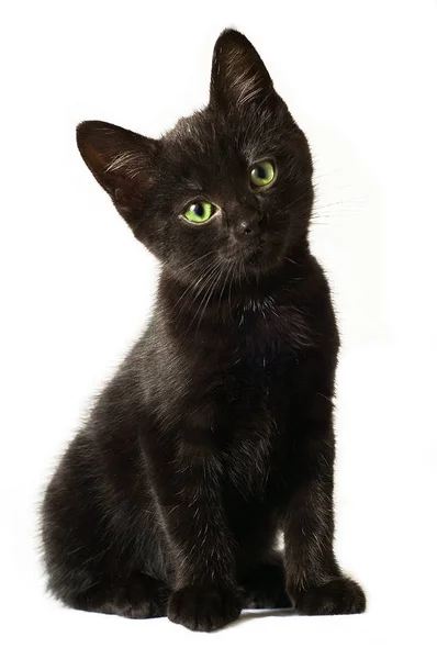 Gatinho preto bonito — Fotografia de Stock