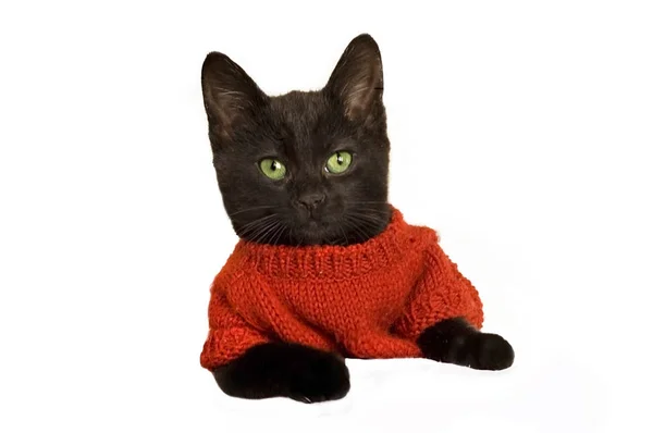 Niedliches Kätzchen im Pullover. — Stockfoto