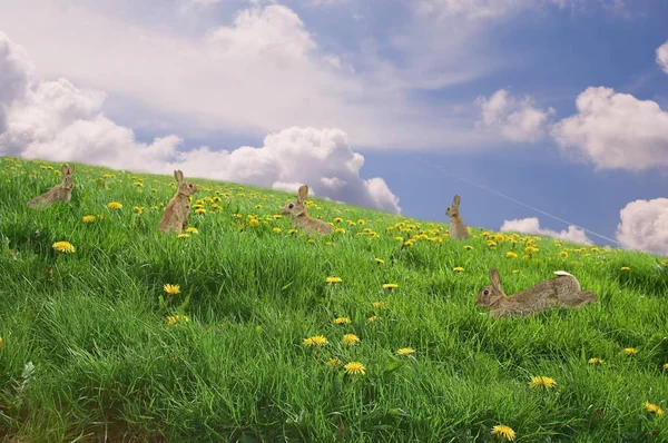 Conejitos de Pascua en un prado —  Fotos de Stock