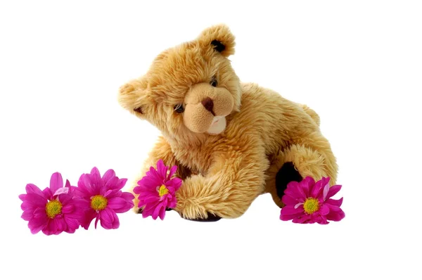 En söt nallebjörn med daisy blommor. — Stockfoto