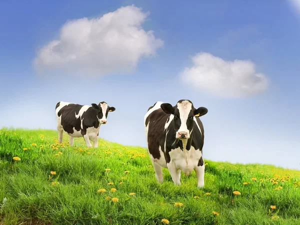 Lait des vaches dans un champ . Photo De Stock