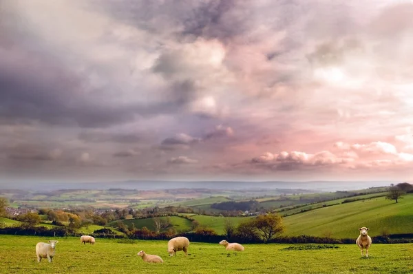 Moutons au crépuscule . Image En Vente