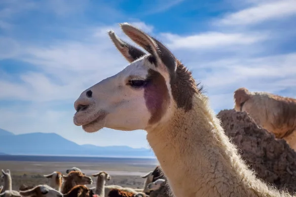 Troupeau de lamas en Bolivie — Photo