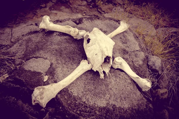 Horse skull and bones — Stock Photo, Image