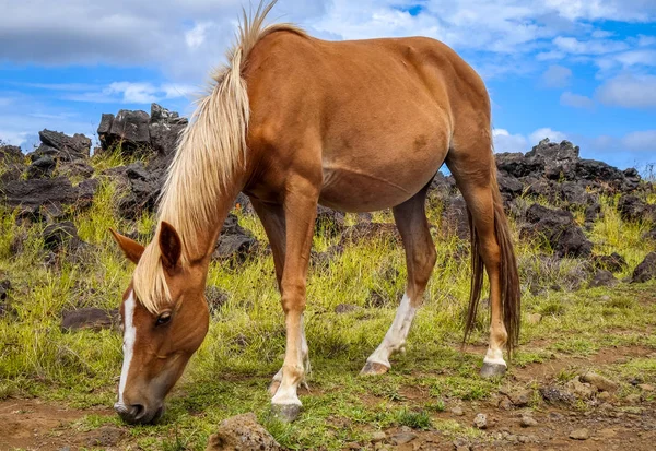 Horse in easter island field — Stock Photo, Image