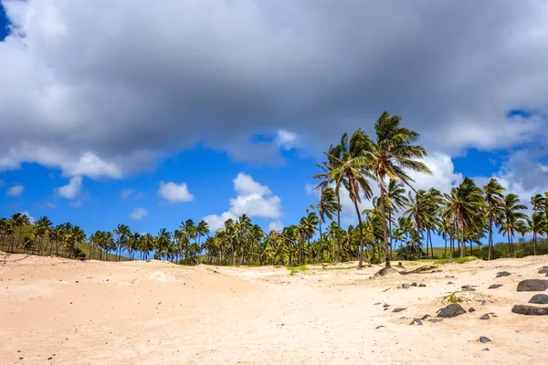 Palmiers sur la plage d'Anakena, île de Pâques — Photo