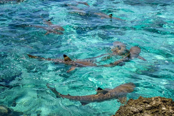 Blacktip hajar i moorea island lagoon — Stockfoto