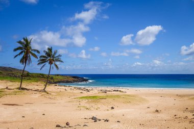 Anakena beach, Paskalya Adası palmiye ağaçlarının