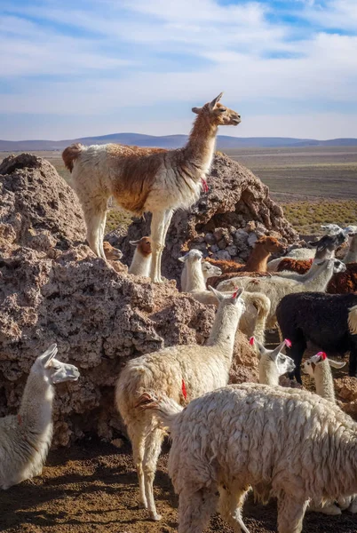 Rebaño de lamas en Bolivia — Foto de Stock