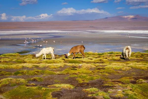 Lamas herd in Laguna colorada, sud Lipez Altiplano reserva, Boli — Stock Photo, Image
