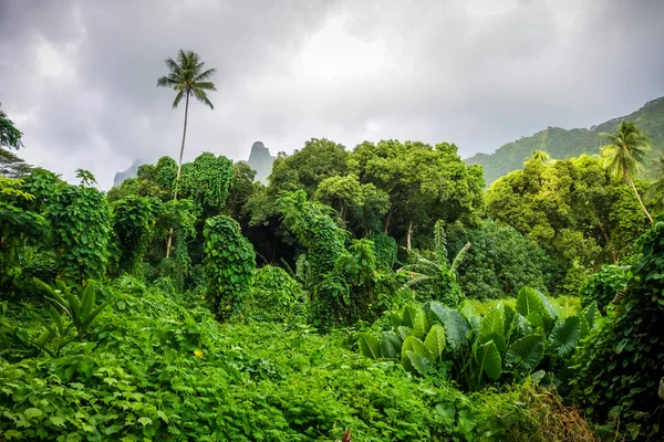 Džungle a hory Krajina ostrova Moorea — Stock fotografie