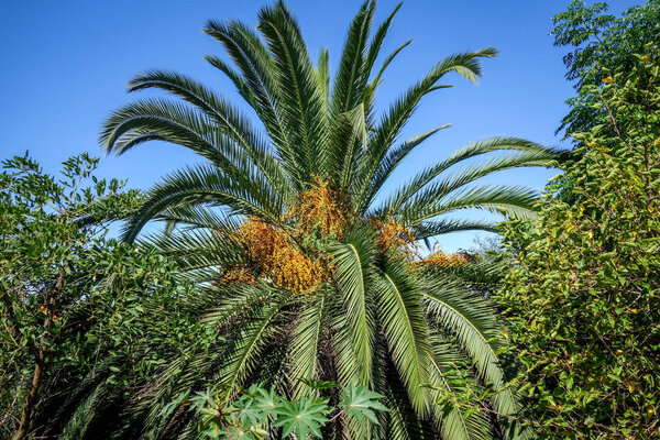 Palm tree on blue sky