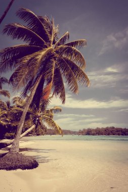 Cennet tropikal plaj ve lagün Moorea Adası