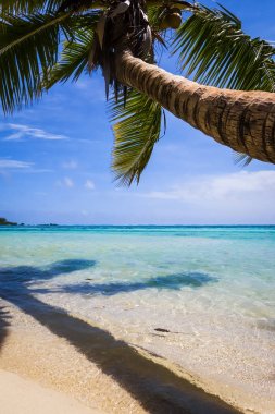 Cennet tropikal plaj ve lagün Moorea Adası