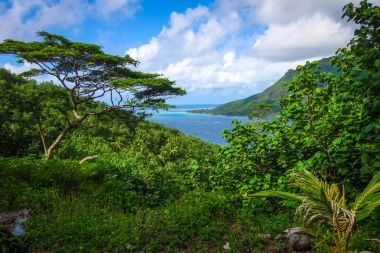 Opunohu Körfezi ve lagün Moorea Adası havadan görünümü