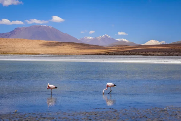 Pink flamingos in altiplano laguna, sud Lipez reserva, Bolivia — Stock Photo, Image