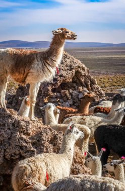 Lamas herd in Bolivia clipart