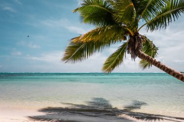 Cennet tropikal plaj ve lagün Moorea Adası