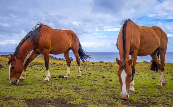 Horses on easter island cliffs — Stock Photo, Image