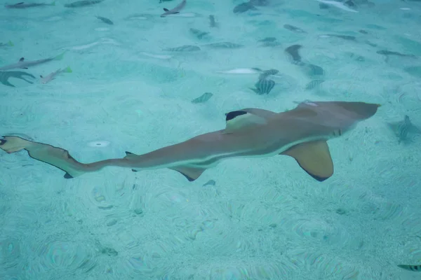 Tiburón punta negra en laguna de la isla Moorea —  Fotos de Stock