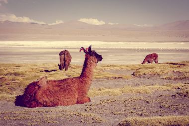 Lamas herd in Laguna colorada, sud Lipez Altiplano reserva, Boli clipart