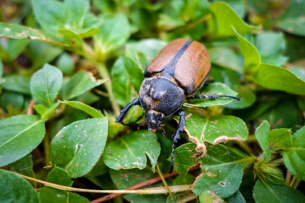 Vista de primer plano escarabajo —  Fotos de Stock