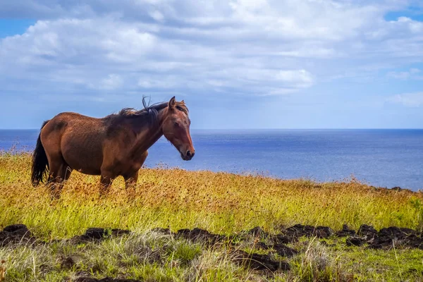 Horse on easter island cliffs — Stock Photo, Image