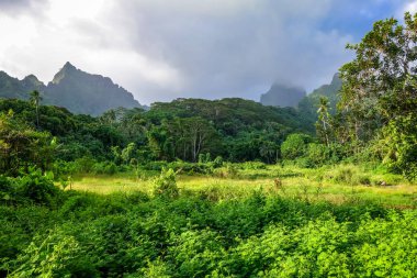 Moorea island jungle and mountains landscape clipart