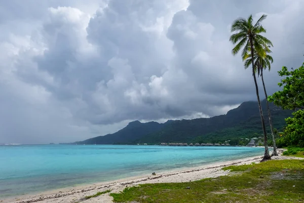 Пальмові дерева на аеропорту Temae пляжу на острові Moorea — стокове фото