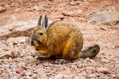 Southern viscacha in Altiplano desert, sud Lipez reserva, Bolivi clipart