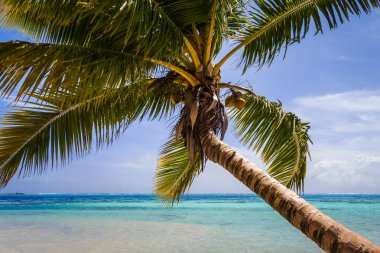 Cennet tropikal plaj ve lagün Moorea Adası