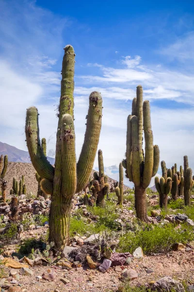 Velký kaktus v poušti, Argentina — Stock fotografie