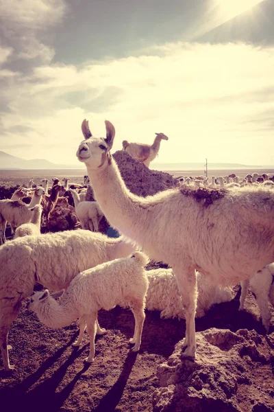 Troupeau de lamas en Bolivie — Photo