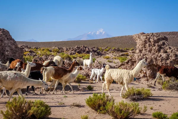 Rebaño de lamas en Bolivia — Foto de Stock