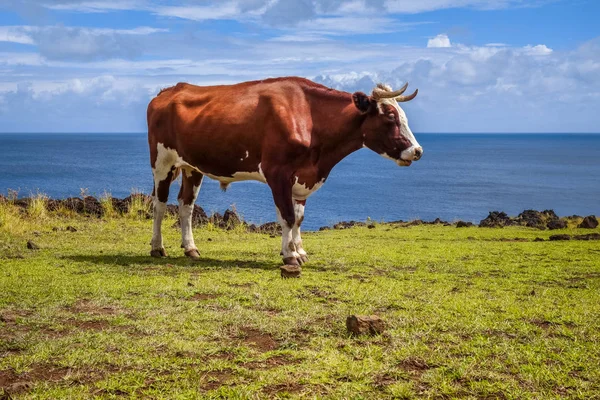 Beef on easter island cliffs — Stock Photo, Image
