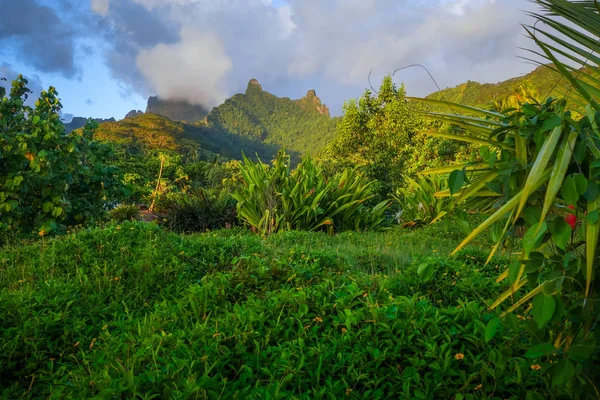 Moorea île jungle et montagnes paysage — Photo