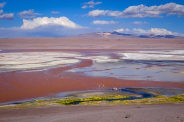 Laguna colorada in sud Lipez Altiplano rezervva, Bolivya