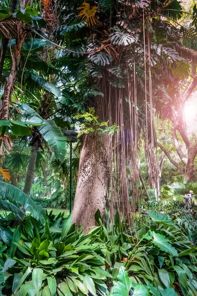 Дерева і ліани в джунглях — стокове фото