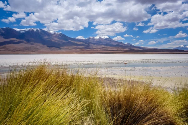 Laguna Honda in sud Lipez Altiplano reserva, Bolivia — Stock Photo, Image