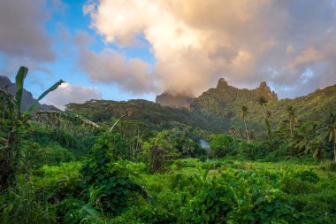 Moorea island jungle and mountains landscape clipart