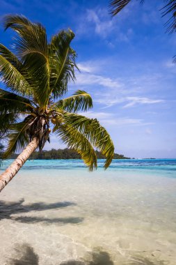 Cennet tropikal plaj ve lagün Moorea Adası